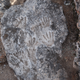 The fossil prints